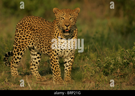 Leopard in piedi nel verde della tipica vegetazione mediterranea con le sue ganasce leggermente aperte e rendendo il contatto visivo Foto Stock