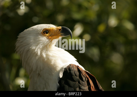 African Fish Eagle ritratto Foto Stock