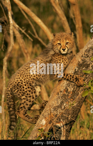 Cheetah cub salendo su un tronco di albero e guardando la telecamera Foto Stock