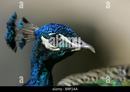 Ritratto di pavone Foto Stock