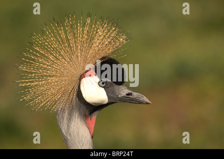 Grey Crowned Crane da vicino con il suo esteso di cresta Foto Stock