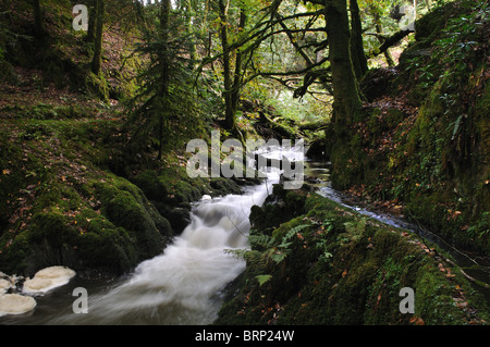 Cascate e rapide, Cwm Ffynone, Pembrokeshire, Wales, Regno Unito Foto Stock