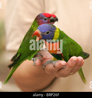 Rainbow parrocchetti arroccato su una mano alle persone Foto Stock