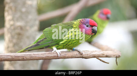 Rainbow Lorikeet appollaiato su un ramo Foto Stock