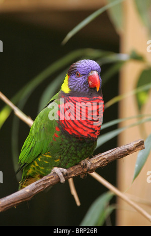 Rainbow Lorikeet appollaiato su un ramo con uno sfondo sfocato Foto Stock