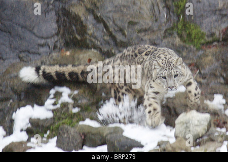 Snow Leopard saltare attraverso macchie di neve e rocce Foto Stock