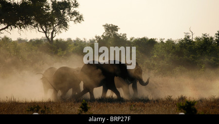 Un polveroso silhouette di un branco di elefanti africani a piedi in dry veld Foto Stock