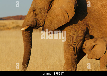 Lato in vista della madre di elefante con i giovani vitelli Foto Stock