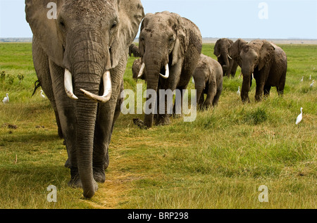 Gli elefanti africani mandria (Loxodonta africana) in movimento Foto Stock