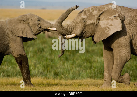 Due giovani elefanti bull pressione e spinta con le loro linee in un bambino sparring match. Foto Stock