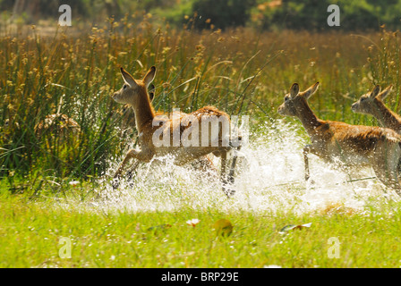 Lechwe rosso acceso attraverso l acqua Foto Stock