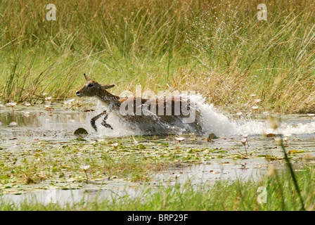 Lechwe rosso acceso attraverso l acqua Foto Stock