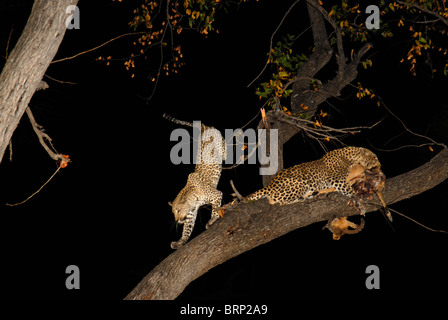 Maschio e femmina con leopard impala kill nella struttura ad albero di notte Foto Stock