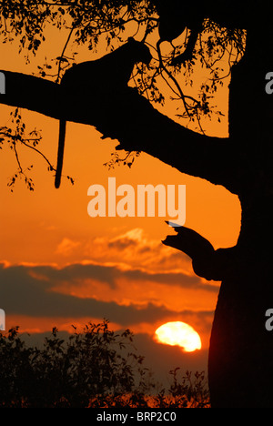 Sunset silhouette di donna leopard appoggiata nella struttura ad albero Marula Foto Stock