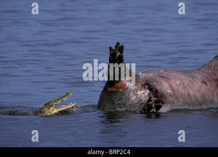 Coccodrillo del Nilo alimentazione su Ippona (Crocodylus niloticus ) Foto Stock