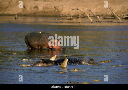 Ippopotamo (Hippopotamus amphibius) e coccodrilli alimentare sulla carcassa di Ippona nel fiume Luangwa Foto Stock