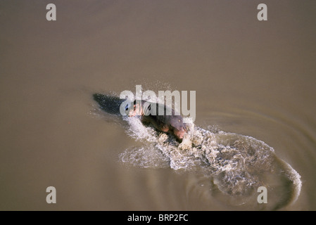 Vista aerea di una solitaria ippopotamo (Hippopotamus amphibius ) schizzi in fiume Foto Stock