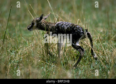 Neonato Thomson gazzella fawn (Gazella thomsoni) Foto Stock