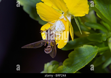 Grande capo-Fly catturato da ragno granchio mentre si visita flower Conopidae (Mosca); Thomisus sp. (Spider) Foto Stock