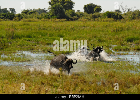 Buffalo tori in esecuzione attraverso acqua (Chase sequenza 3 di 21) Foto Stock