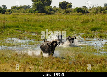 Buffalo tori in esecuzione attraverso acqua (Chase sequenza 4 di 21) Foto Stock