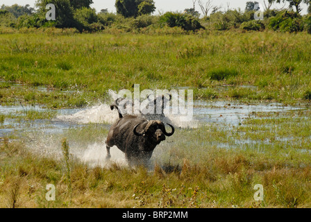 Buffalo tori in esecuzione attraverso acqua (Chase sequenza 6 di 21) Foto Stock