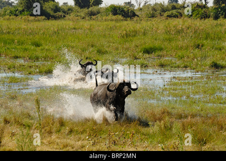 Buffalo tori in esecuzione attraverso acqua (Chase sequenza 7 di 21) Foto Stock