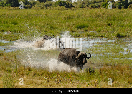 Buffalo tori in esecuzione attraverso acqua (Chase sequenza 8 di 21) Foto Stock