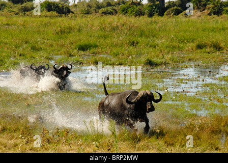 Buffalo tori in esecuzione attraverso acqua (Chase sequenza 9 di 21) Foto Stock