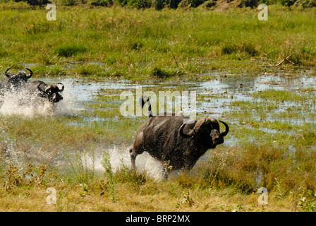 Buffalo tori in esecuzione attraverso acqua (sequenza Chase 10 di 21) Foto Stock