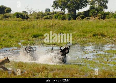 Leonessa a caccia di buffalo tori attraverso acqua (sequenza Chase 11 di 21) Foto Stock