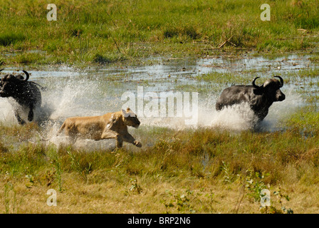 Leonessa a caccia di buffalo tori attraverso acqua (Chase sequenza 16 di 21) Foto Stock