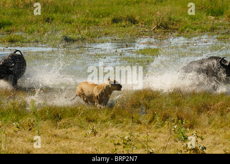 Leonessa a caccia di buffalo tori attraverso acqua (sequenza Chase 17 di 21) Foto Stock