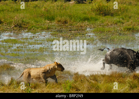 Leonessa a caccia di buffalo tori attraverso acqua (sequenza Chase 19 di 21) Foto Stock