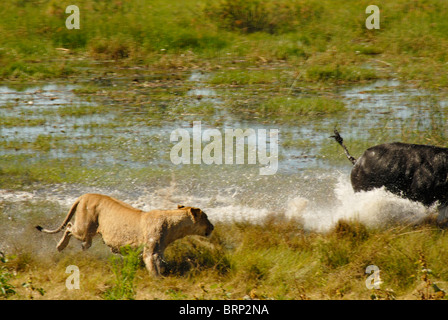 Leonessa a caccia di buffalo tori attraverso acqua (sequenza Chase 20 di 21) Foto Stock