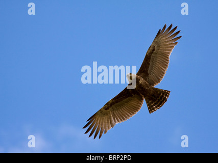 Brown Snake Eagle in volo Foto Stock