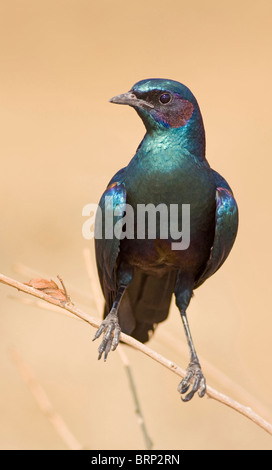 Maggiore Blu-eared Starling appollaiato su un ramo Foto Stock