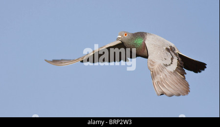 Rock Colomba in volo Foto Stock