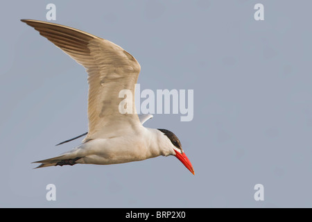 Caspian Tern in volo Foto Stock