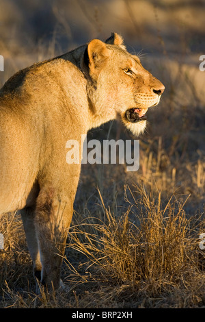 Ritratto di una leonessa in luce calda cercando alert Foto Stock