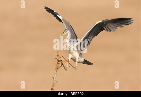 A testa nera heron atterraggio sul ramo sottile Foto Stock