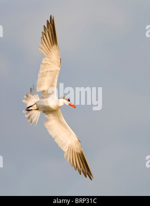 Caspian Tern in volo Foto Stock