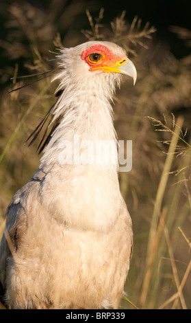 Segretario bird ritratto Foto Stock