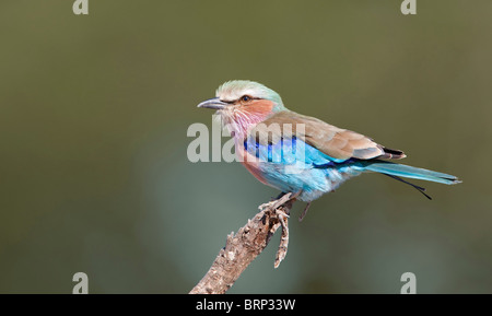 Lilla-rullo contraffacciate appollaiato su un ramo Foto Stock