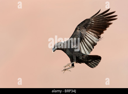 Bianco-Raven a collo alto in volo Foto Stock