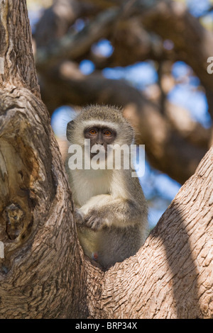 Vervet Monkey seduta nella forcella di un albero Foto Stock