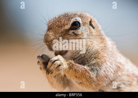 Ritratto di una massa di alimentazione scoiattolo Foto Stock