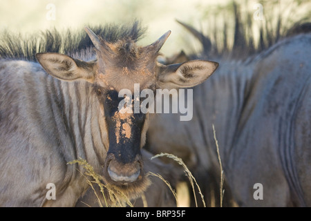 Blue Gnu ritratto Foto Stock