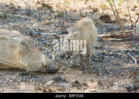 Warthog sonnecchia tra recentemente masterizzati con erba giovane nelle vicinanze Foto Stock