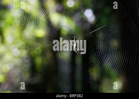 Crociera nel centro del suo web Foto Stock